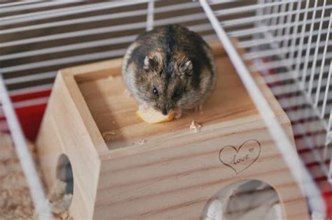 vývoj škrečka džungarského