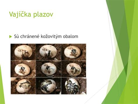 vnútorné oplodnenie u vtákov