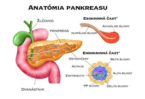 Anatómia pôrodných ciest