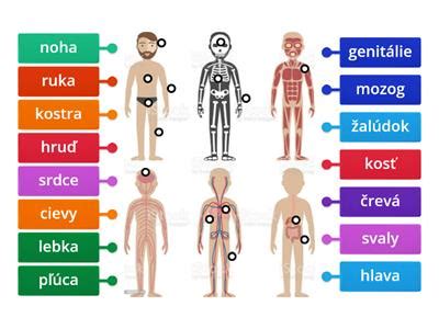 ilustrácia vplyvu antibiotík na ľudské telo