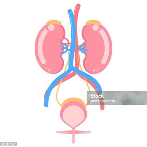 Ilustrácia ženského močového systému