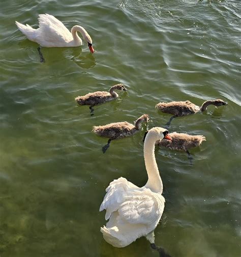 Infografika porovnávajúca rodičovský príspevok do 3 rokov a po 3 rokoch.