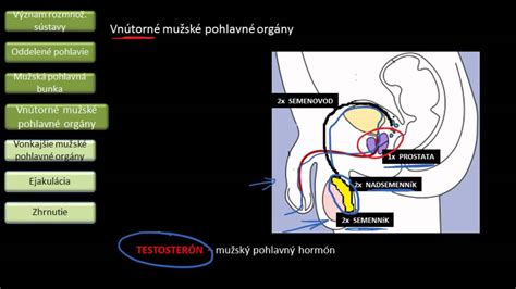 Mužský reprodukčný systém s Cowperovými žľazami