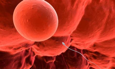 graf vývoja plodu počas prvého trimestra