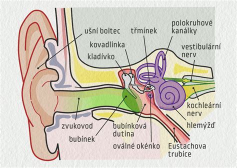 Schéma sluchového systému človeka