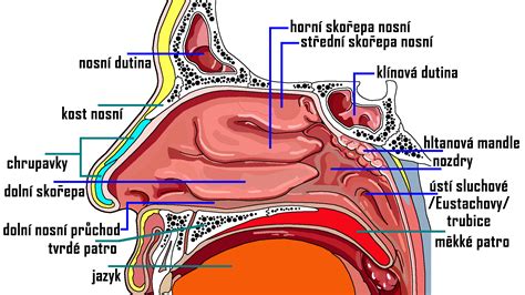 anatómia detského nosa