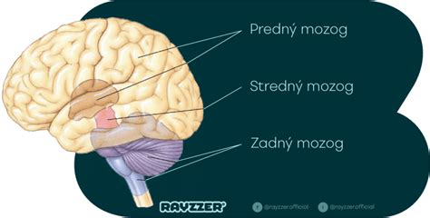 Štruktúra mozgu dieťaťa