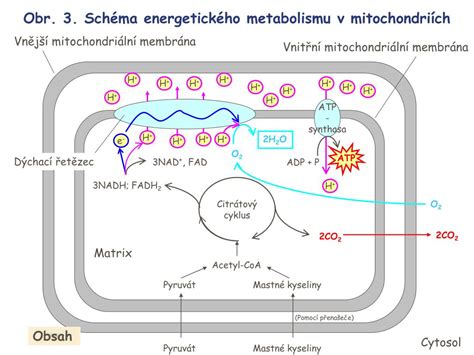Schéma energetického príjmu a výdaju