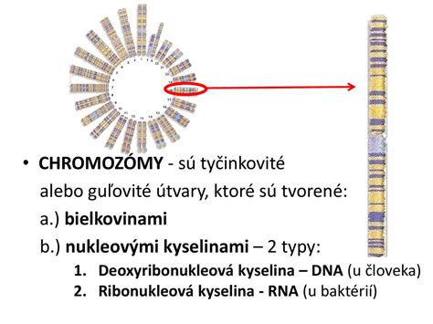 rozloženie chromozómov a dedičnosť