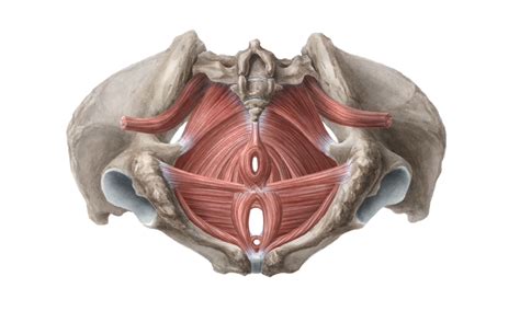 Anatomické zobrazenie panvového dna ženy