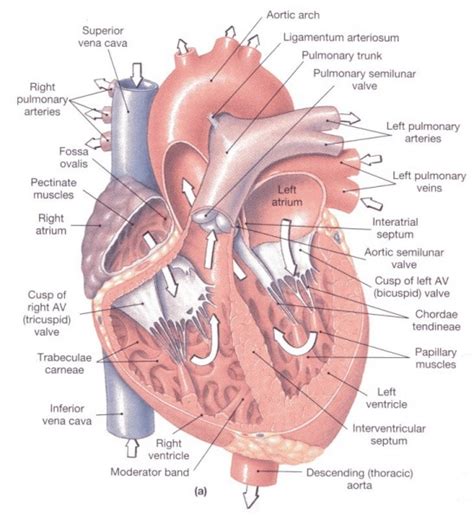 Anatomia srdca