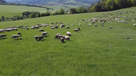 Ovce pasúce sa na lúke