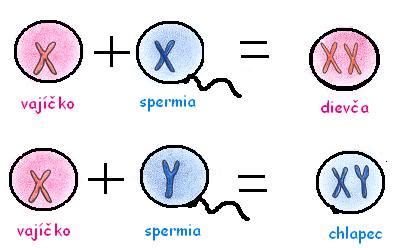 Chromozómy určujúce pohlavie