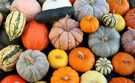 Rôzne druhy tekvíc vhodné na detské príkrmy
