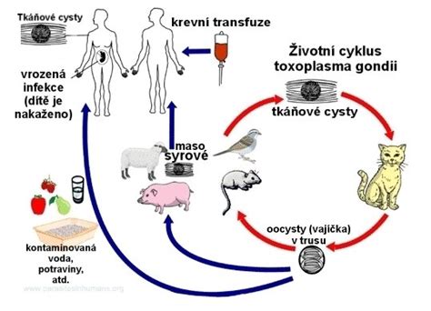 Vývojový cyklus Toxoplasma gondii
