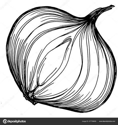 Štruktúra cibule ako orgánu vegetatívneho rozmnožovania