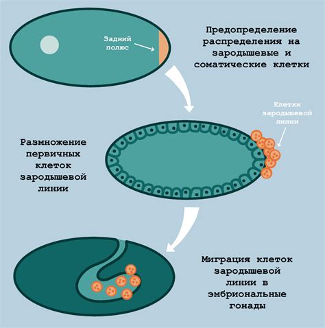 Ilustrácia drozofily