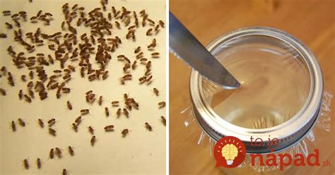 Ilustrácia domácej pasce na vínne mušky