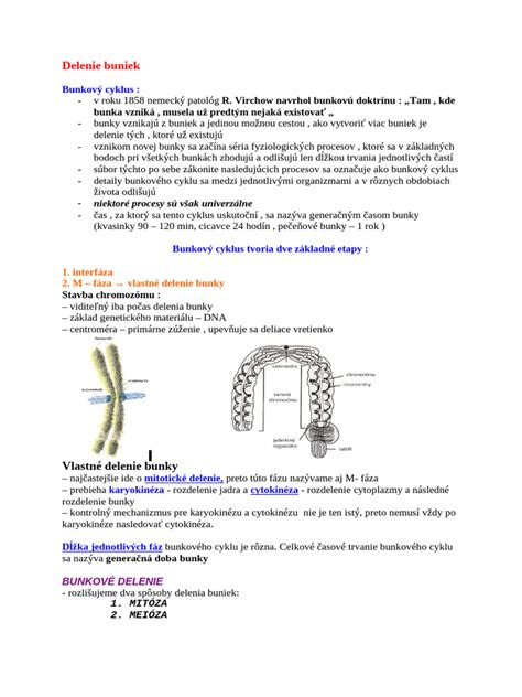 Ilustrácia svalových buniek a enzýmu kreatínkinázy