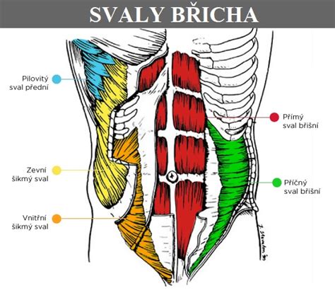 Anatomia brušných svalov