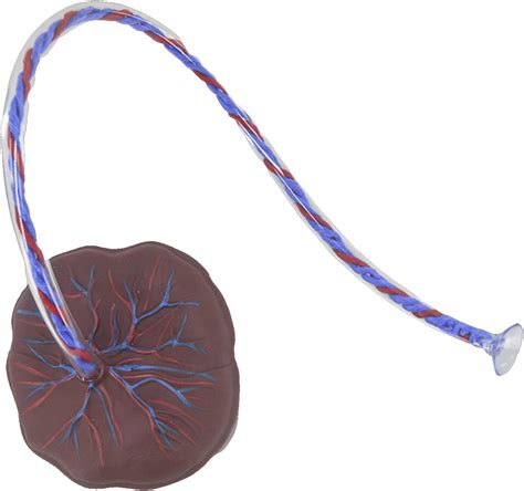 Placenta spojená s plodom pupočnou šnúrou