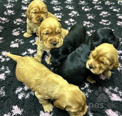 Šteniatka kokeršpaniela