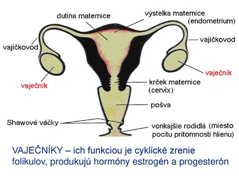Schéma implantácie embrya do maternice
