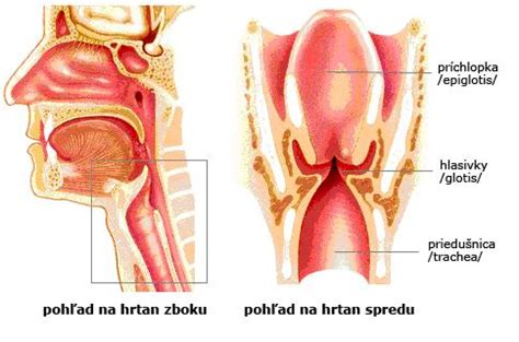 Ilustrácia ľudských hlasiviek v hrtane