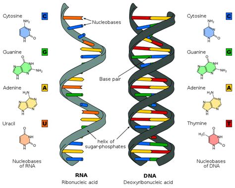 Struktura DNA