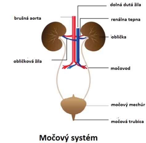 Štruktúra močového systému