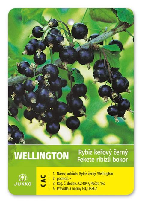 Ilustrácia bobúľ čiernej ríbezle