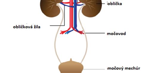 Schéma močového systému dieťaťa