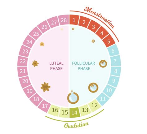 Schéma menštruačného cyklu a zmien endometria