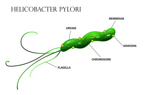 Schéma diagnostických metód na Helicobacter pylori