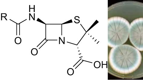 Molekulárna štruktúra penicilínu