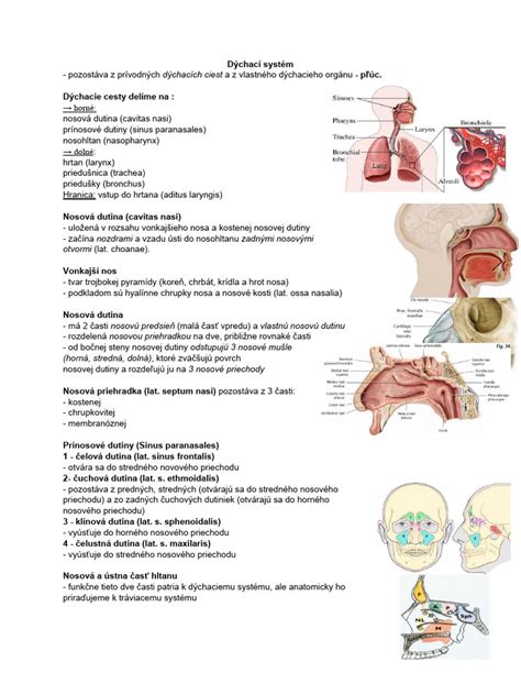 Anatomia mužskej rozmnožovacej sústavy