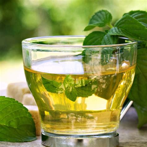 Ilustrácia zázvoru a mäty