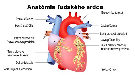 Ilustrácia ľudského srdca s tepom