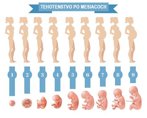 Vývoj dvojčiat v maternici: týždeň po týždni