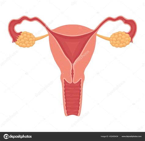 Ilustrácia ženského reprodukčného systému s vyznačenými vaječníkmi a maternicou