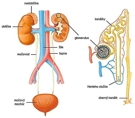 Anatomická stavba močových ciest ženy a muža