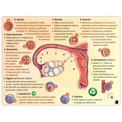 anatomické znázornenie mužských pohlavných orgánov