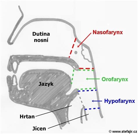 Ilustrácia znázorňujúca prepojenie ucha a nosohltanu