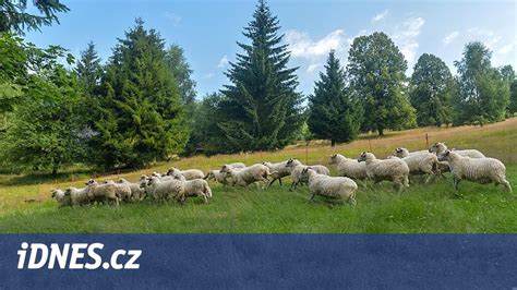 Štádiá vývoja vyrážok pri ovčích kiahňach