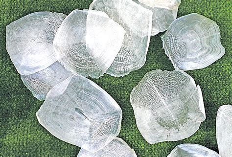 Šupina z kapra pod obrusom