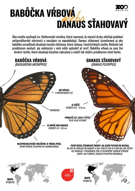 Infografika: Rozdiel medzi krvným a močovým tehotenským testom