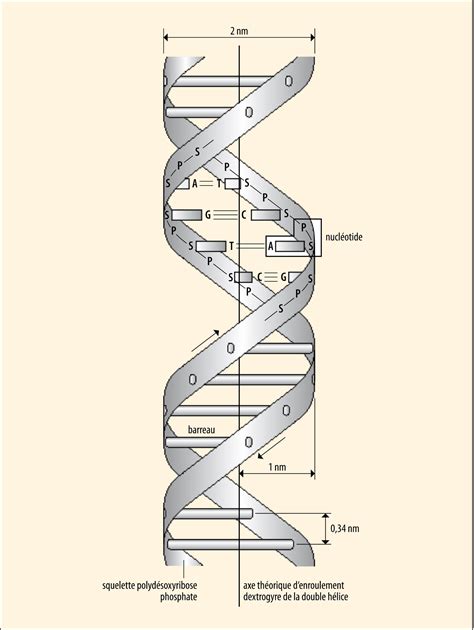 Schéma štruktúry DNA