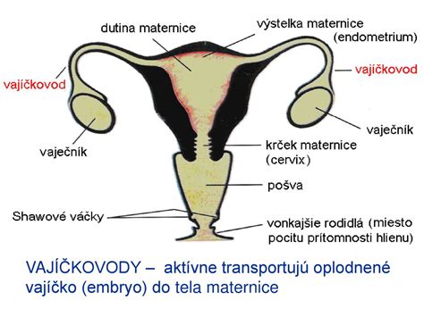 infografika o faktoroch ovplyvňujúcich plodnosť muža
