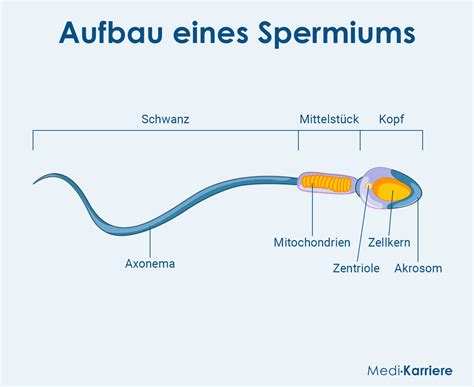 schéma vplyvu diabetu na spermie