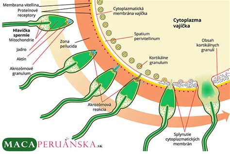 Graf znázorňujúci životnosť spermií a vajíčka v tele ženy